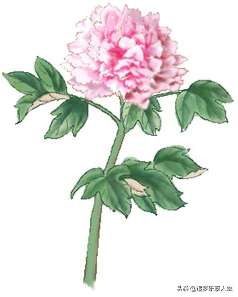 中国十大名花是什么（中国十大名花）