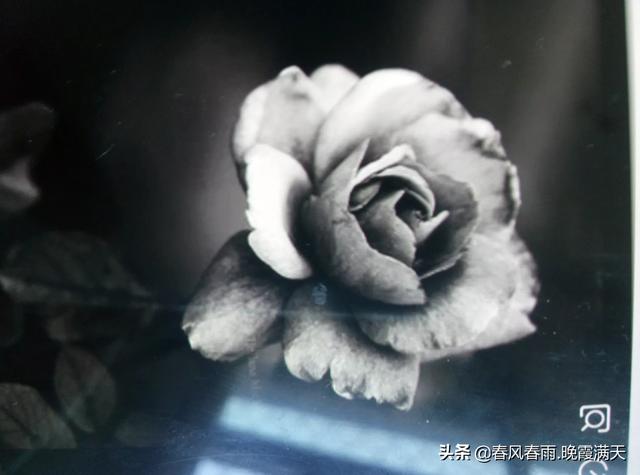 黑色的玫瑰花（黑色的玫瑰花长什么样）