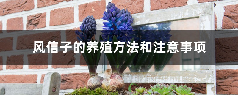 风信子的养殖方法（风信子怎么繁殖新种球）