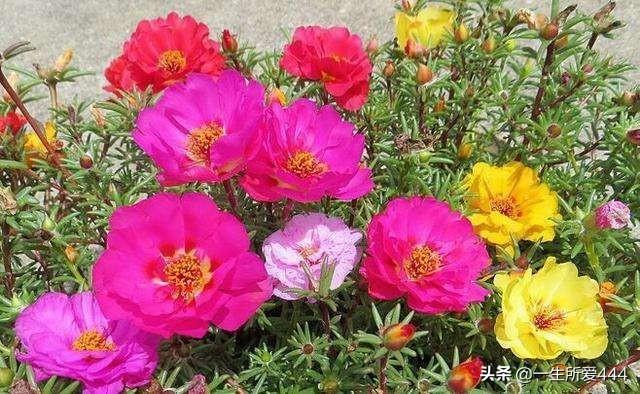 太阳花是什么花（太阳花是什么花代表什么生肖）