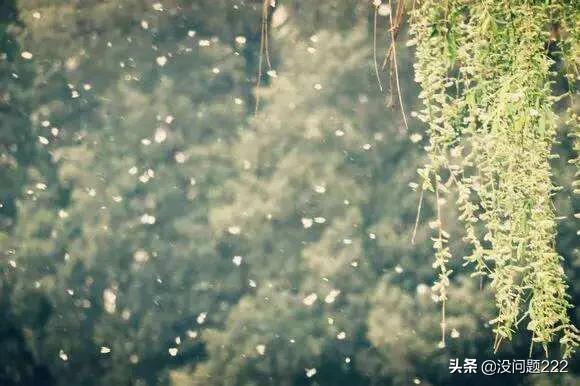 柳树怎么传播种子的方法（柳树怎么传播种子的方法二年级）
