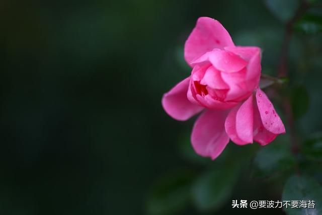 花品种大全（40种海棠花品种大全）