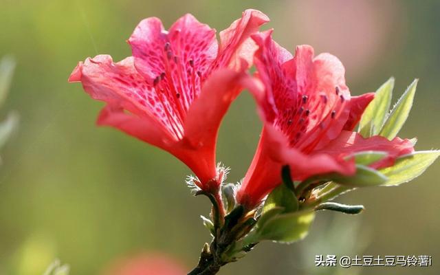 杜鹃花养护（杜鹃花养护方法及注意事项）