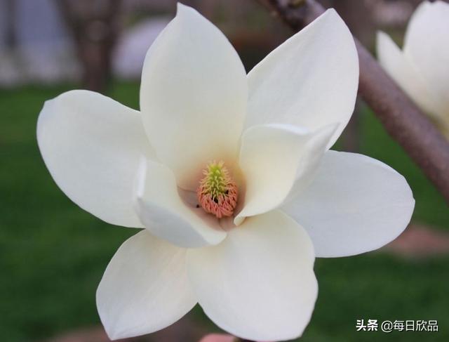 描写玉兰花最经典的诗句（描写玉兰花最经典的诗句无意争春）