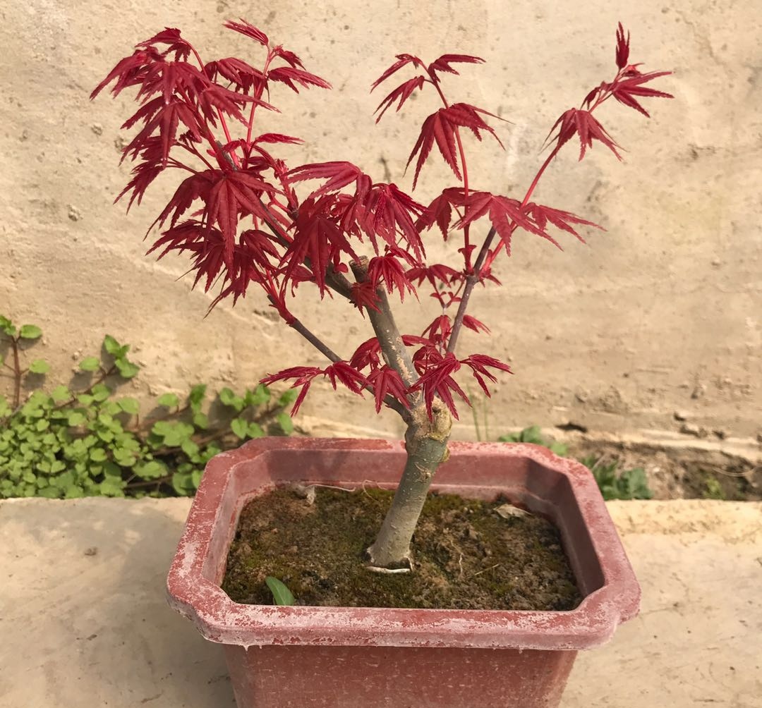 枫香树盆景（枫香树盆栽）
