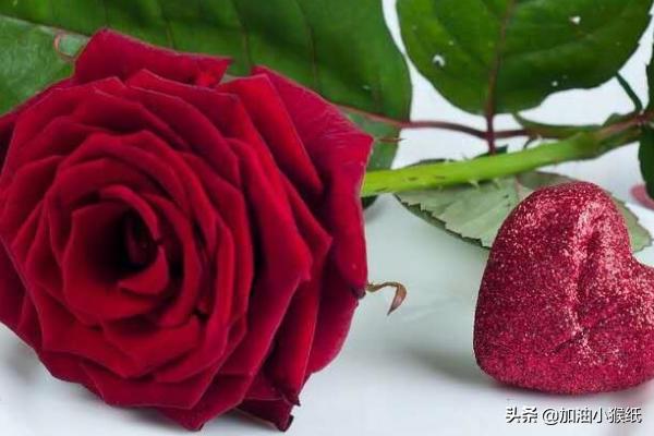 99朵玫瑰代表什么意思多少钱