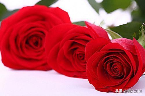 45朵玫瑰花语是什么意思（44朵玫瑰花爱情啥意思）
