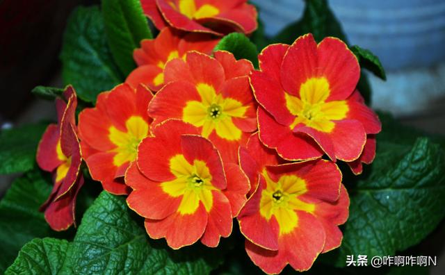 春天开放的花有什么（哪些花在春天开）