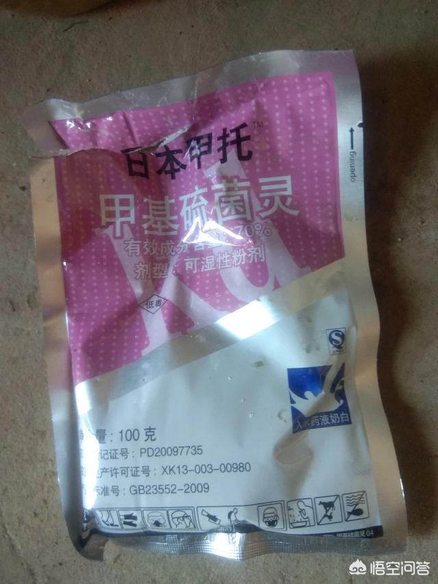 橡皮树掉叶子是怎么回事