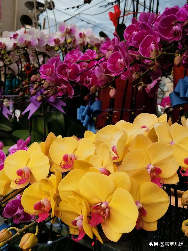 济南较便宜的花卉市场（济南最大的花卉市场批发市场）
