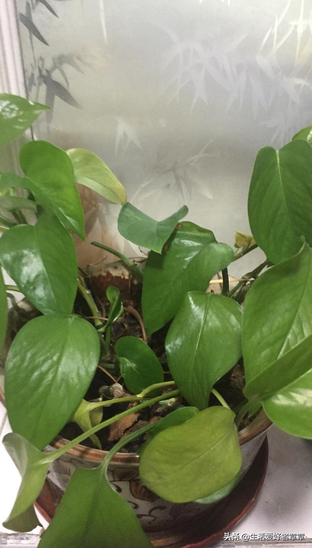 适合家里养的花和植物有哪些
