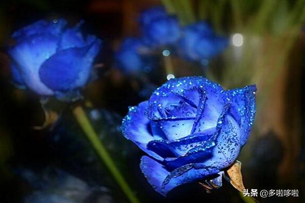 蓝色妖姬的真正花语及诗句（蓝色妖姬的花语是什么意思）