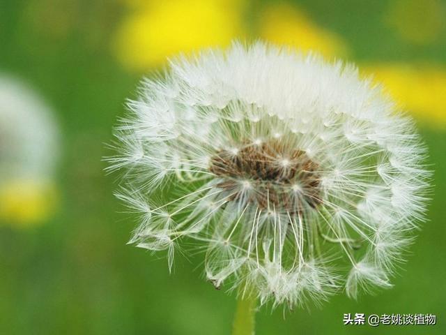 各种植物怎么传播种子（说几种植物传播种子的方法）
