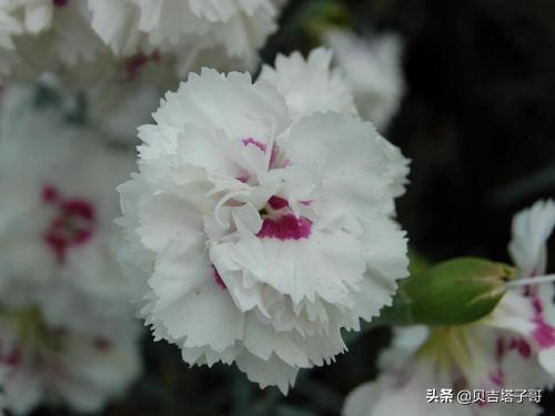 白色康乃馨花语是什么