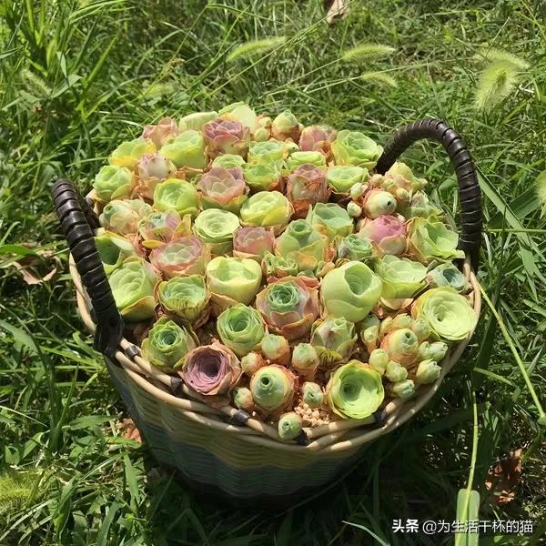 送女朋友什么花好（送女朋友什么花好除了玫瑰）