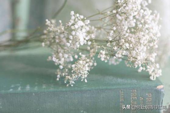 满天星干花（满天星干花对猫咪有害吗）