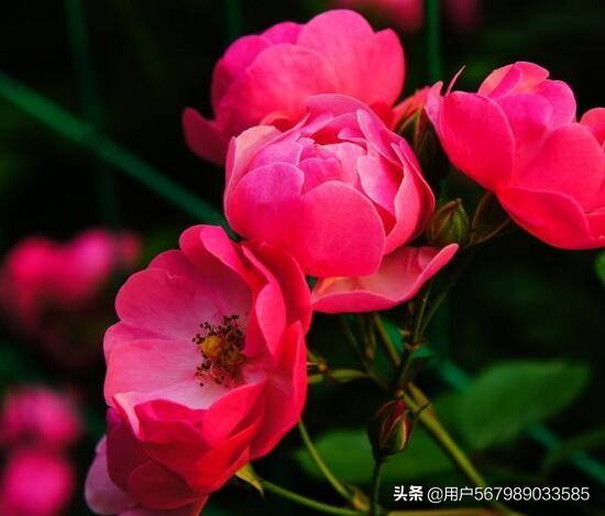蔷薇花的寓意是什么（蔷薇花有啥寓意）