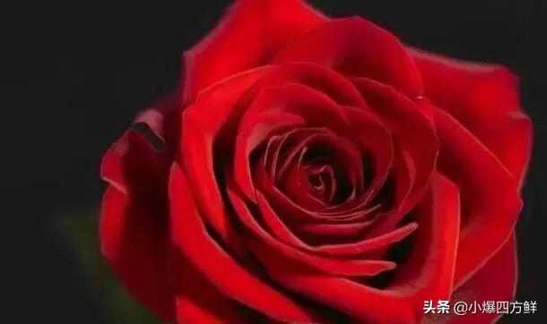 25朵玫瑰花语大全（25朵玫瑰花语每朵代表什么）