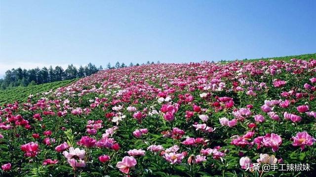鲜花怎么能保存的时间长一点