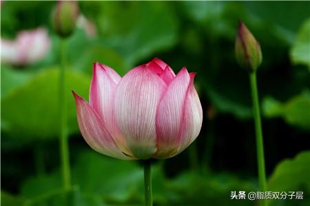 荷花的象征意义和精神（荷花 象征的意义）