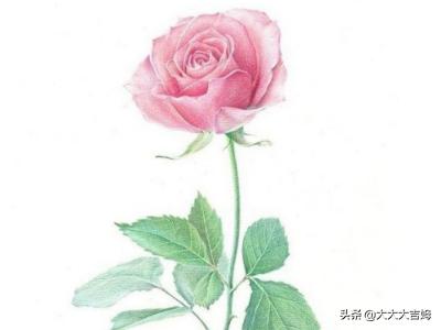 玫瑰花画法高级感（玫瑰花画法高级感教程）