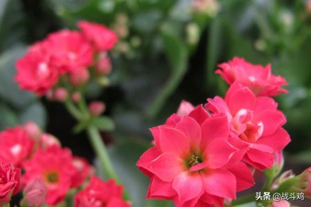 长寿花怎么养家庭养法（长寿花要怎么养才好）