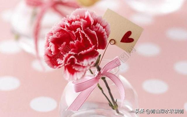 康乃馨的花图（康乃馨的花图式）