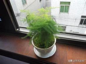 家里适合养什么植物对家庭比较好