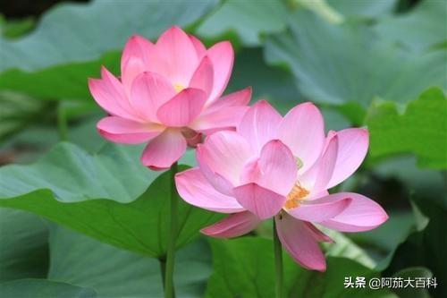 荷花的花语是什么