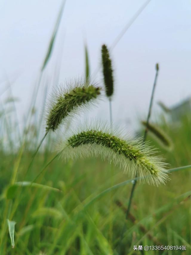 狗尾巴草的花语（狗尾巴草的别称）