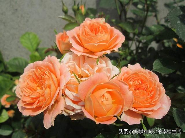 月季花品种大全图解（月季花十大经典品种）