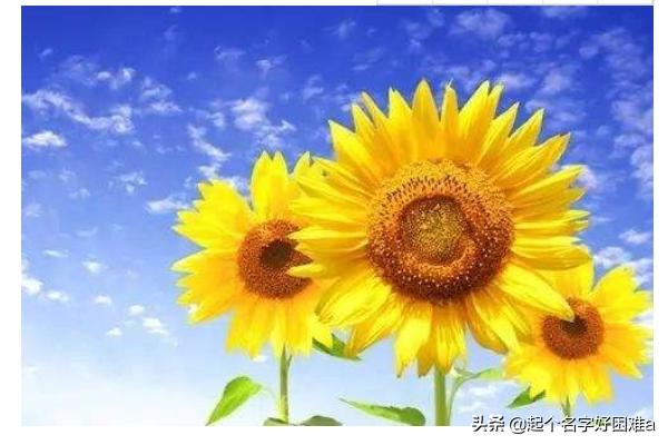 向日葵花语发朋友圈（向日葵拍照发朋友圈）
