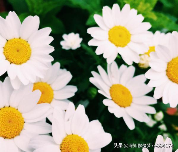 小雏菊花语及寓意（小雏菊花语是啥）