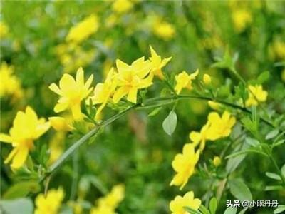 春天开的花有哪些一年级（春天开的花一共有几种）