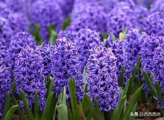 各种花的寓意大全（各种花的寓意大全图片）