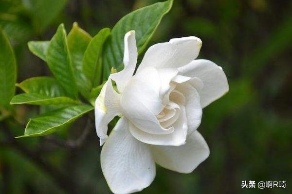 栀子花怎么养护（海岛栀子花怎么养护）