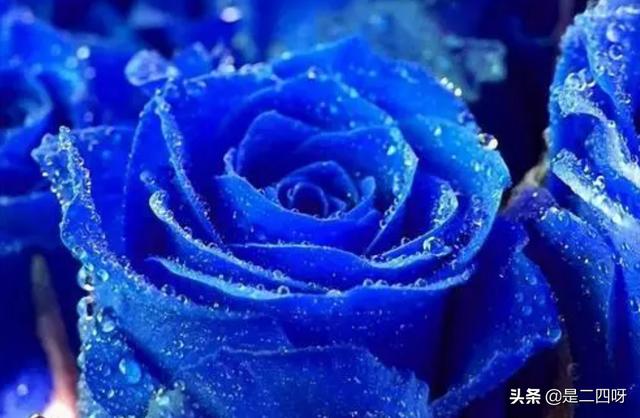 蓝玫瑰花的花语是什么
