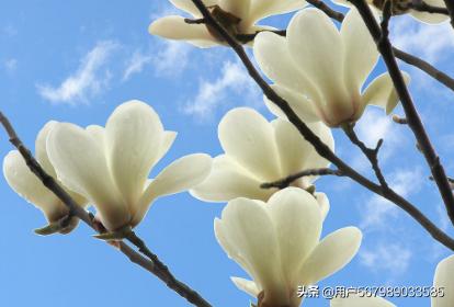 玉兰花能吃吗（玉兰花能吃吗什么颜色的都能吃吗）