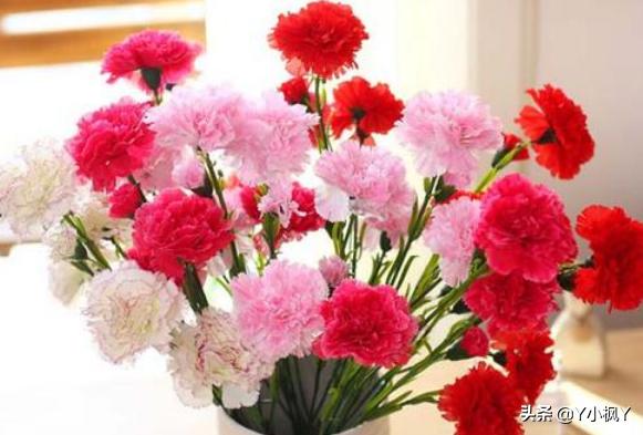 母亲节送什么花好呢（母亲节送什么花好啊）