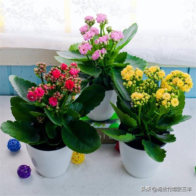长辈生日送什么花（男性长辈生日送什么花）