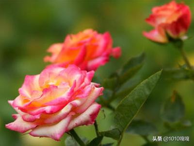 夏天开的有什么花（夏天最常见的十种花）