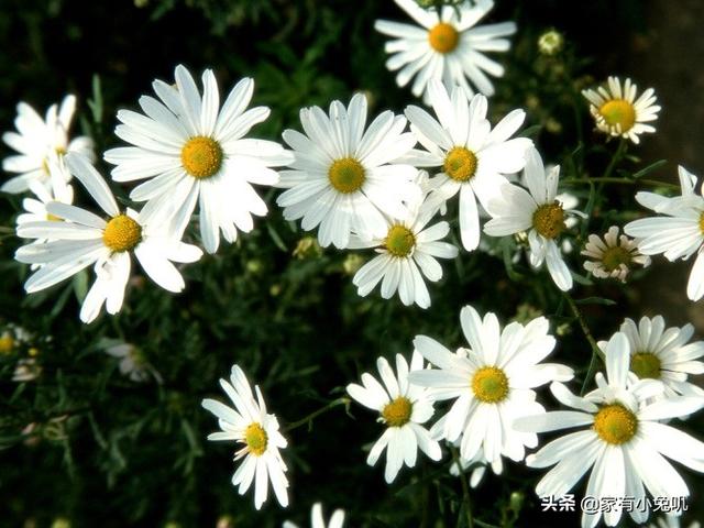 小雏菊的花语代表（你知道小雏菊的花语吗）