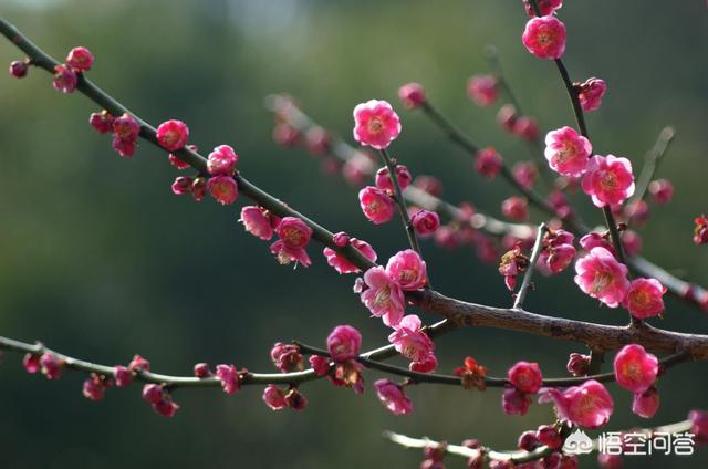花卉图片大全高清（花卉图片大全大图 壁纸）
