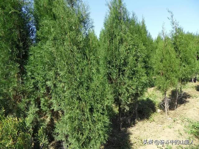 北方苗木联盟（北方苗木新品种）