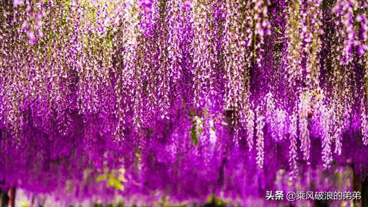 鲜花的寓意与象征（鲜花的寓意有哪些）
