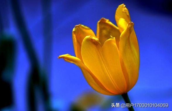 郁金香的花语短句（郁金香花语说说大全）