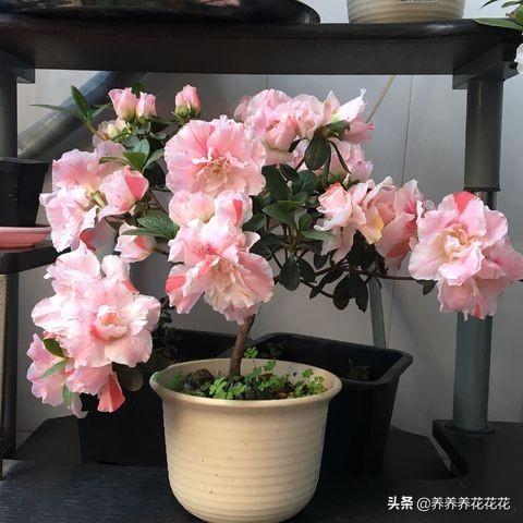 杜鹃花专用花盆_杜鹃花盆栽造型技术