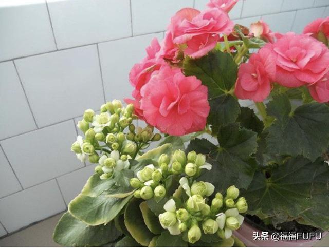 十种不宜在家养的花_不能在家里养的几种花