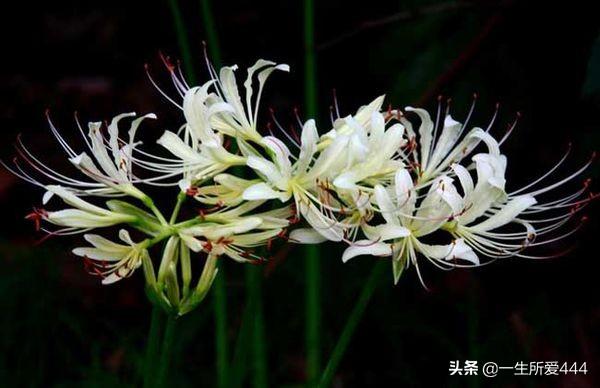 世界上花语最绝望的花_什么花代表绝望的爱