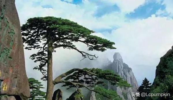 各种松树图片及树名_松树种类名称与图片参照图